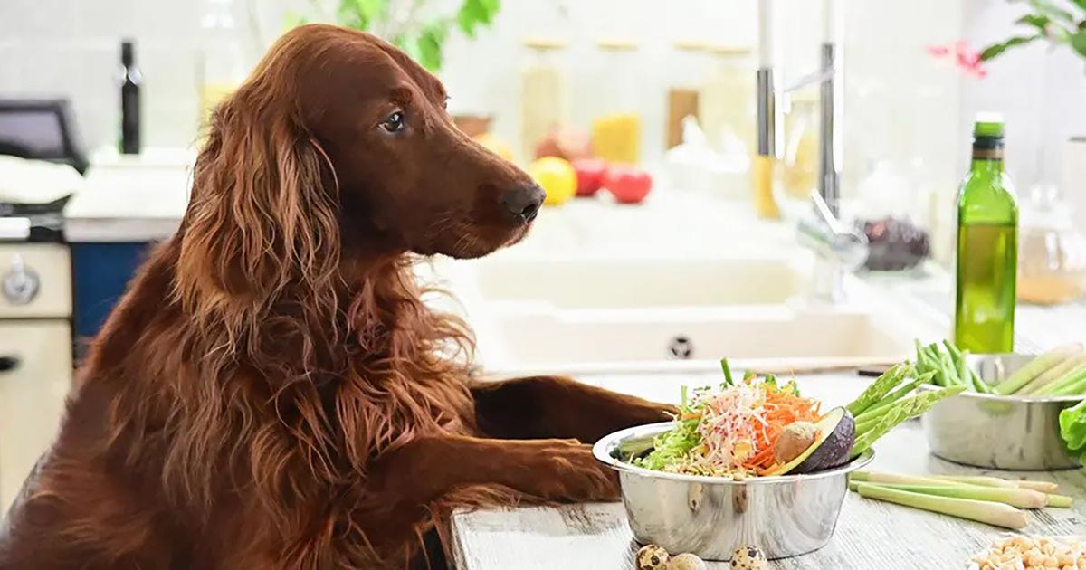 Best Dog Foods for Your Giant Breeds in 2024
