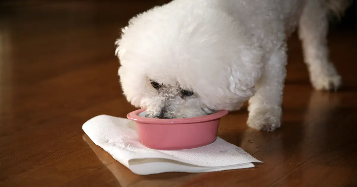 Best Dog Food for Bichon Frise