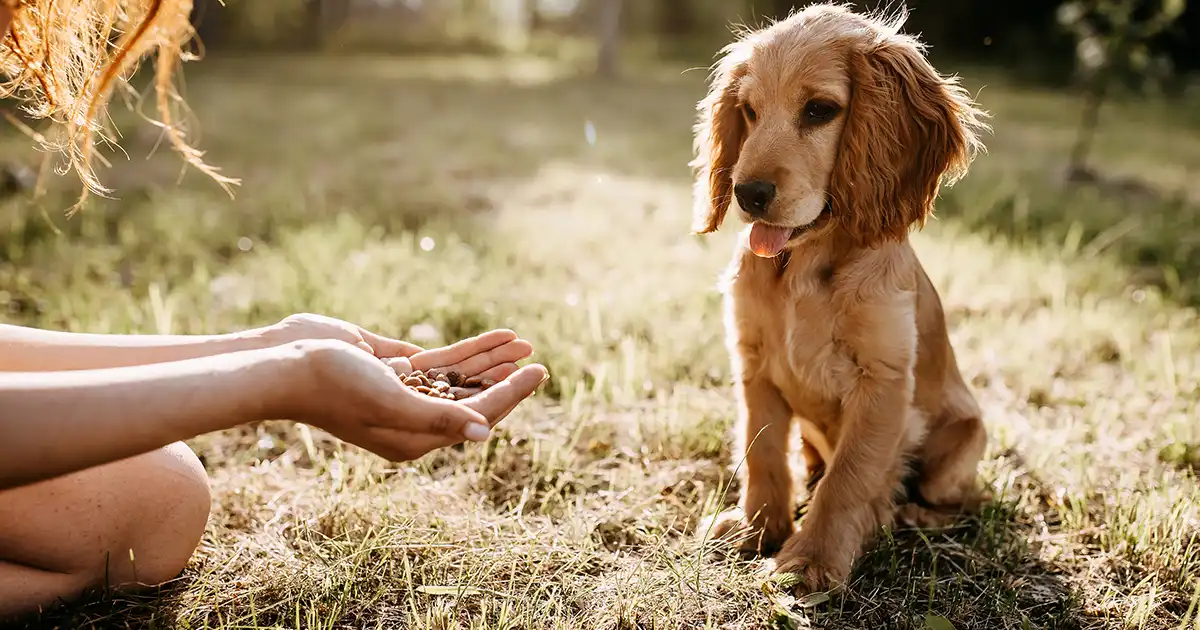 Top ranked puppy food cheap