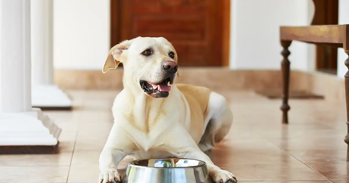 Best Small Breed Senior Dog Food