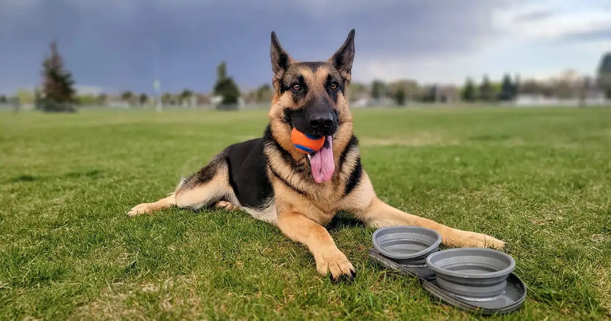 Best Toy Breed Dog Food