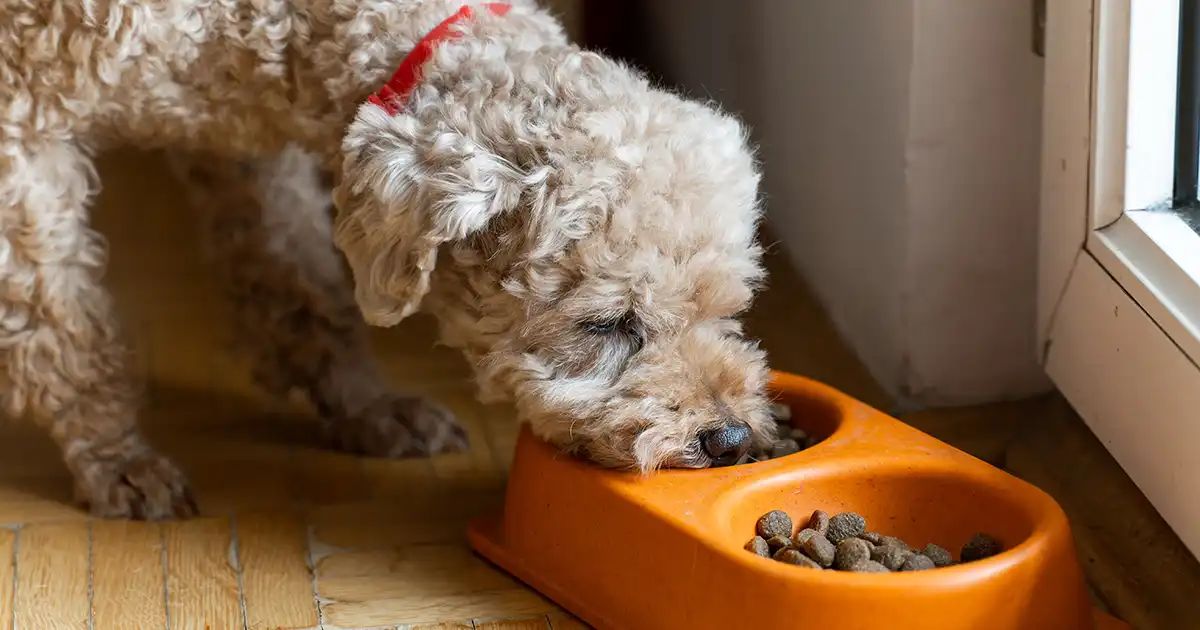 Best Toy Breed Puppy Food