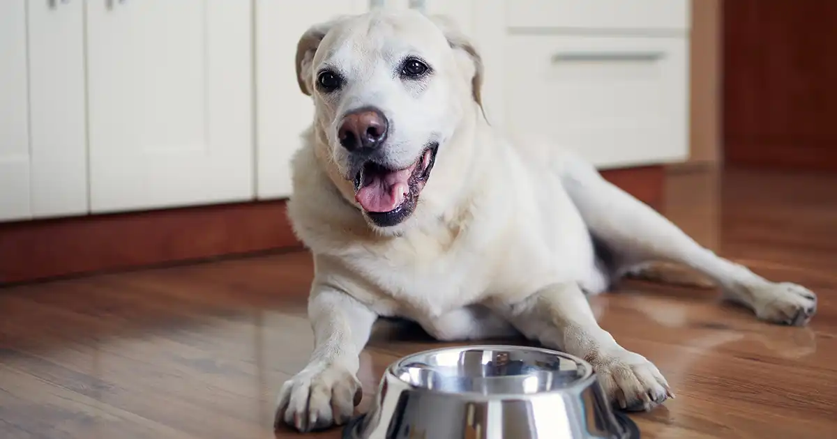 Best Toy Breed Senior Dog Food