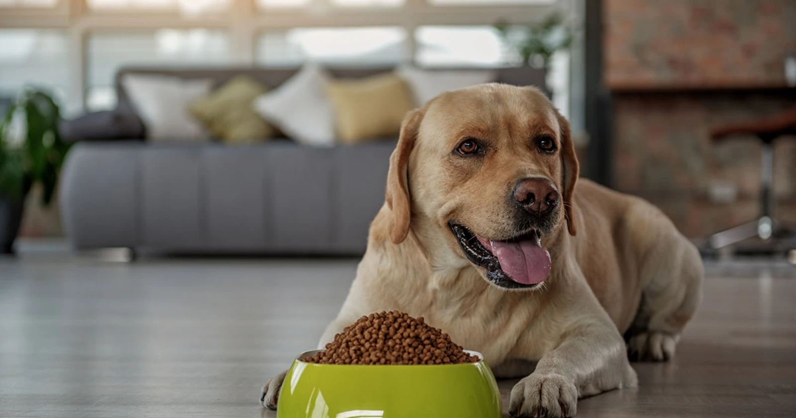 Top 10 Dog Foods for Happy, Healthy Cairn Terriers Dog World