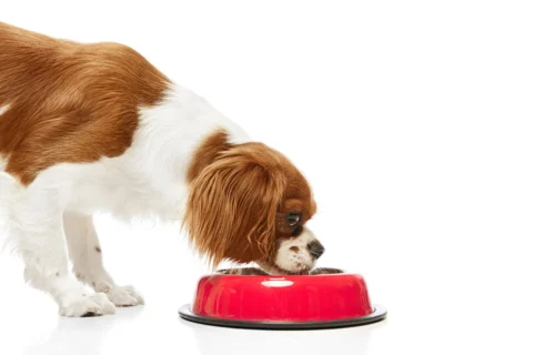 best dog food for cavalier king charles spaniel