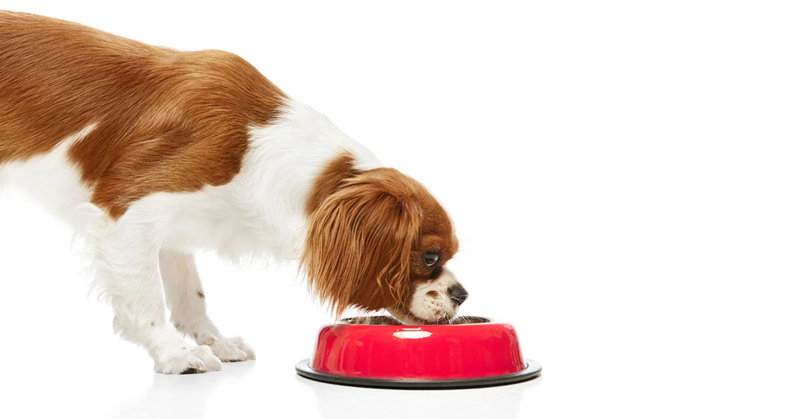 best dog food for cavalier king charles spaniel