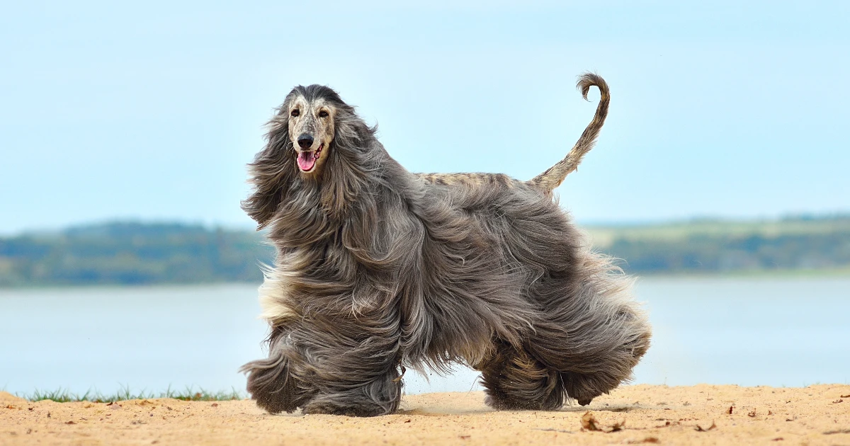 Best Dog Food for Afghan Hound