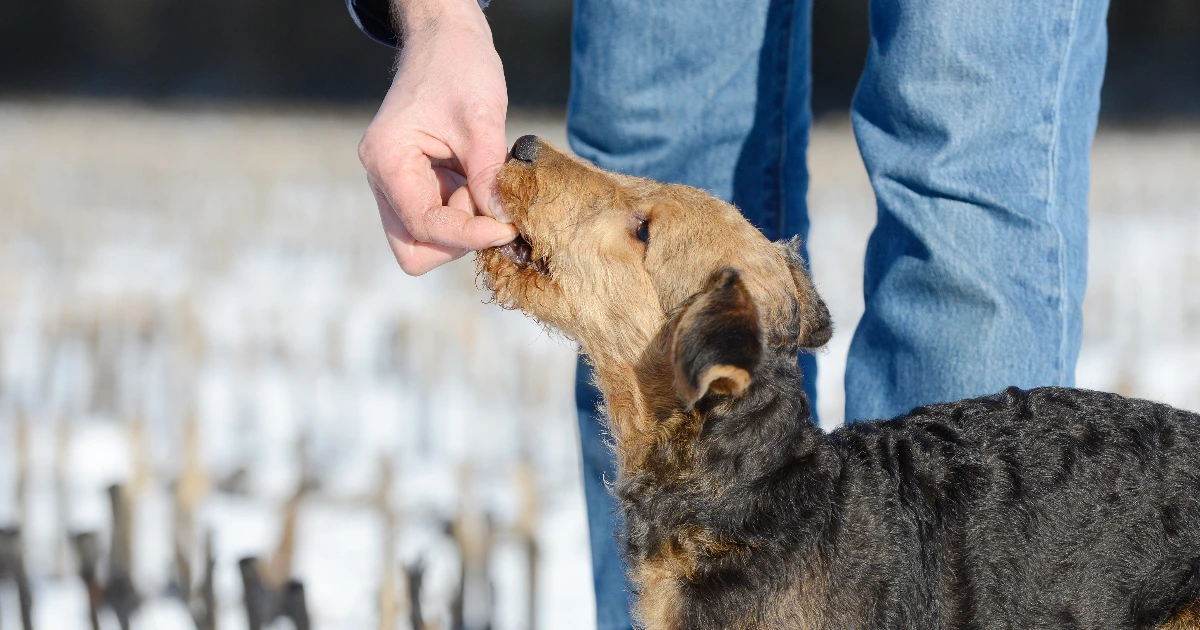 Best Dog Food for Airedale Terrier