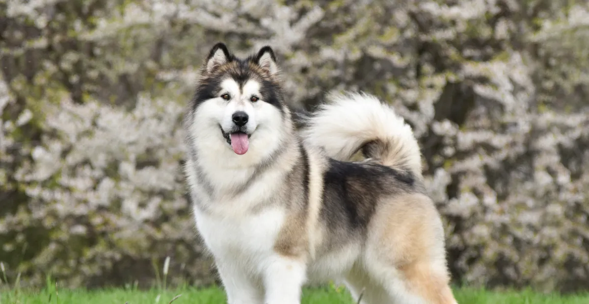 Best Dog Food for Alaskan Malamute