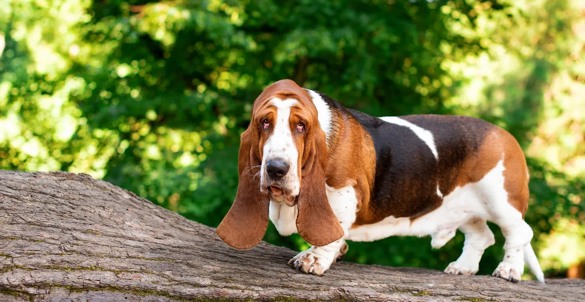 Best Dog Food for Basset Hound