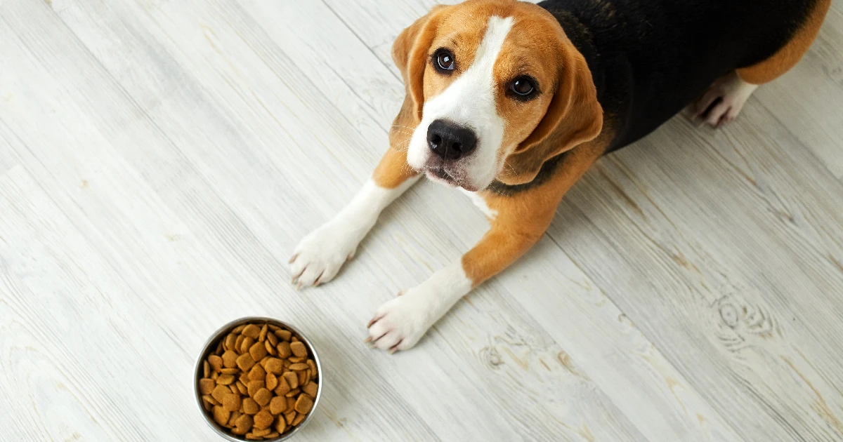 Best Dog Food for Beagles