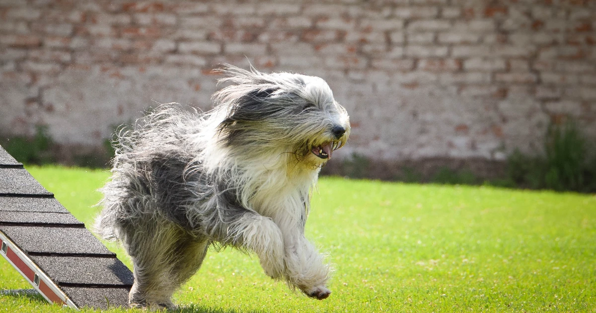 Best Dog Food for Bearded Collie