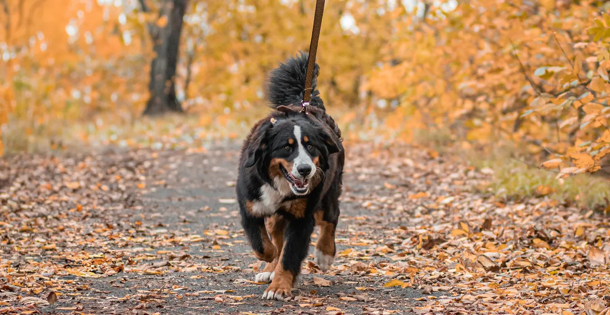 Best Dog Food for Bernese Mountain Dog