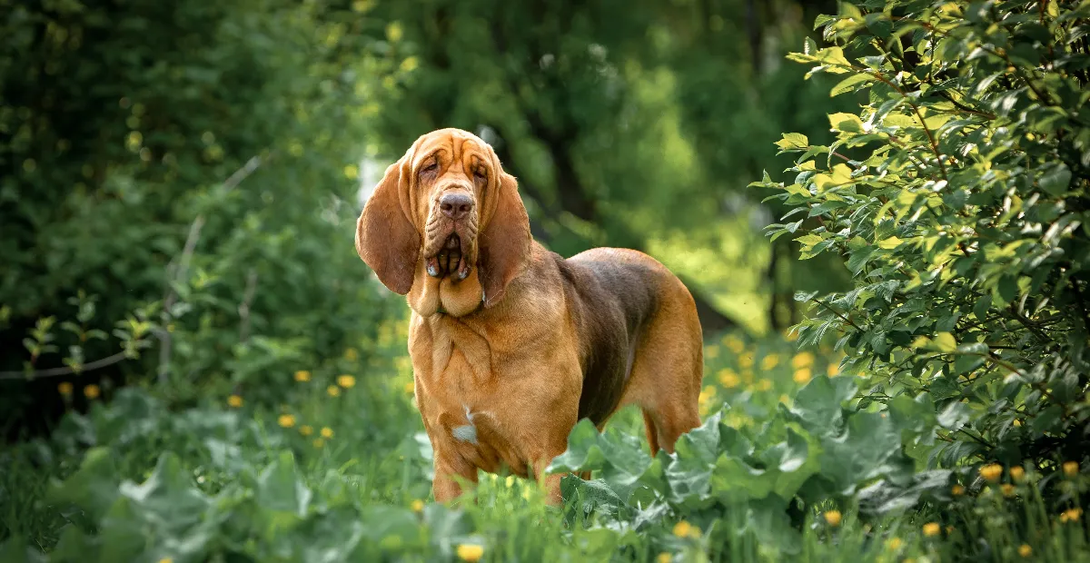 Best Dog Food for Bloodhound