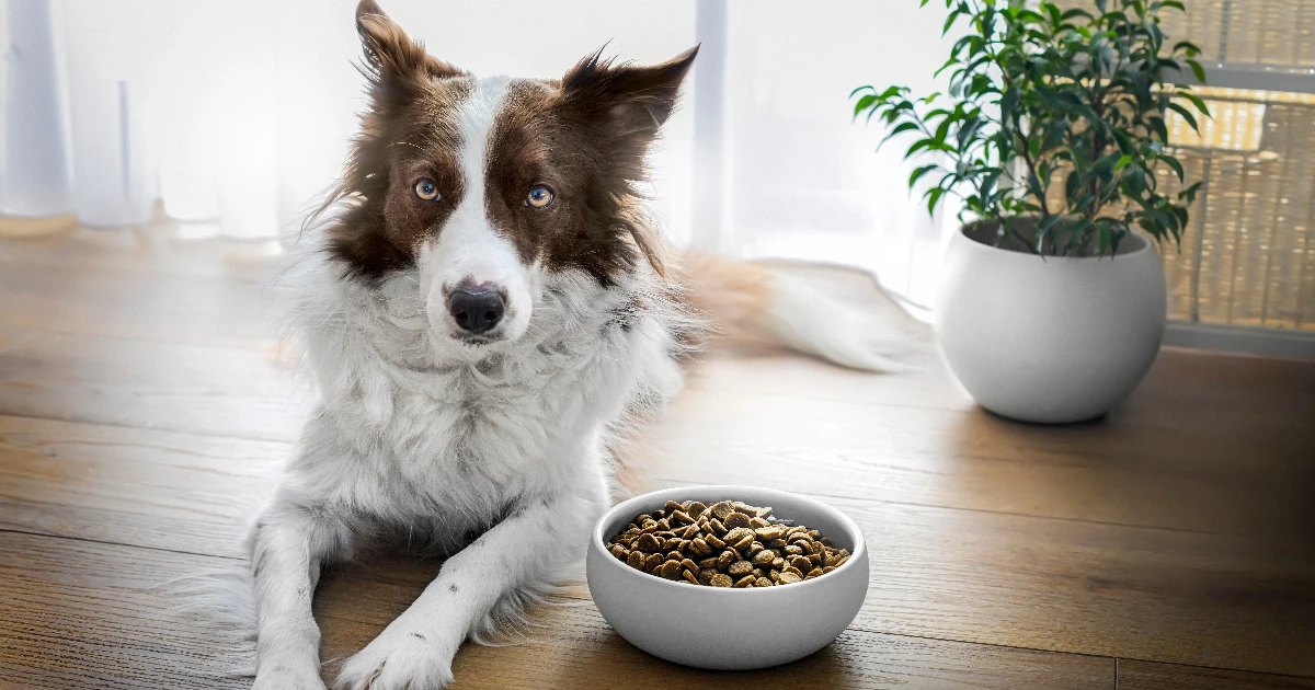 Best Dog Food for Border Collies
