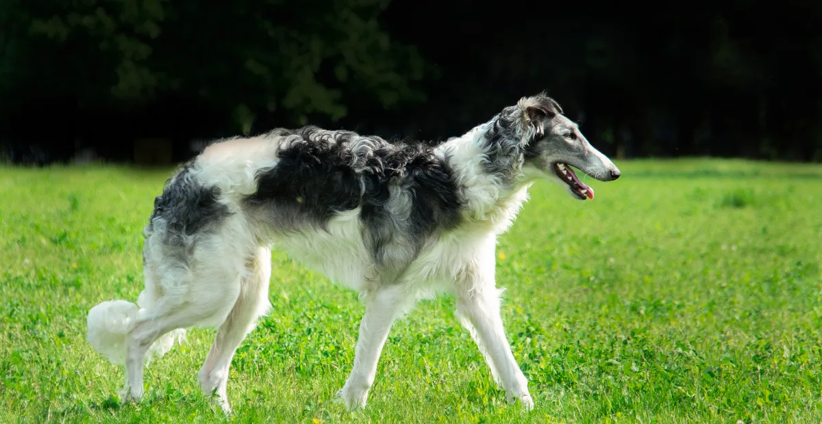 Best Dog Food for Borzoi