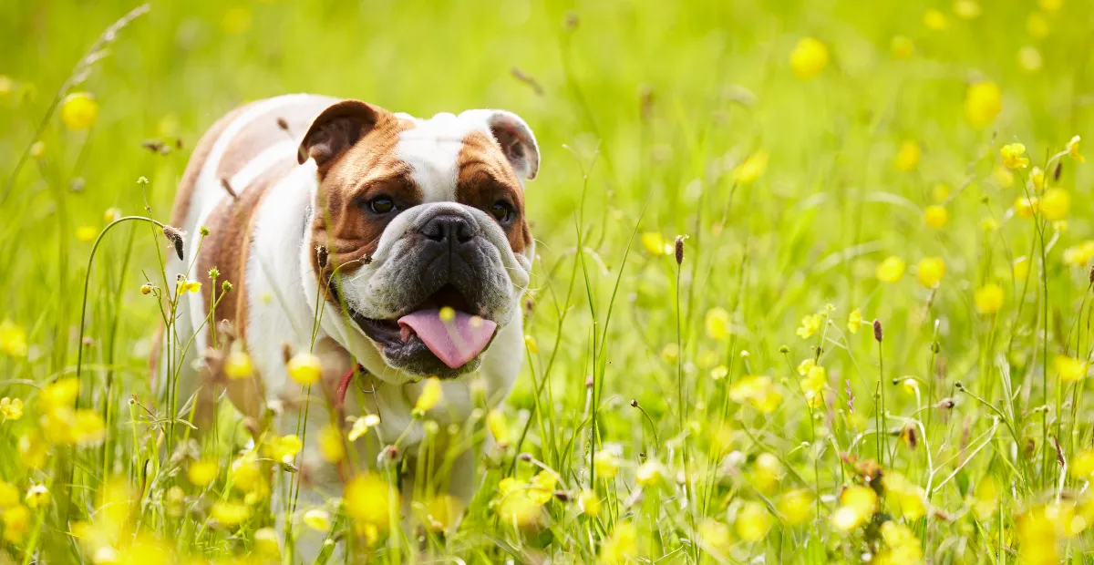 Best Dog Food for British Bulldog