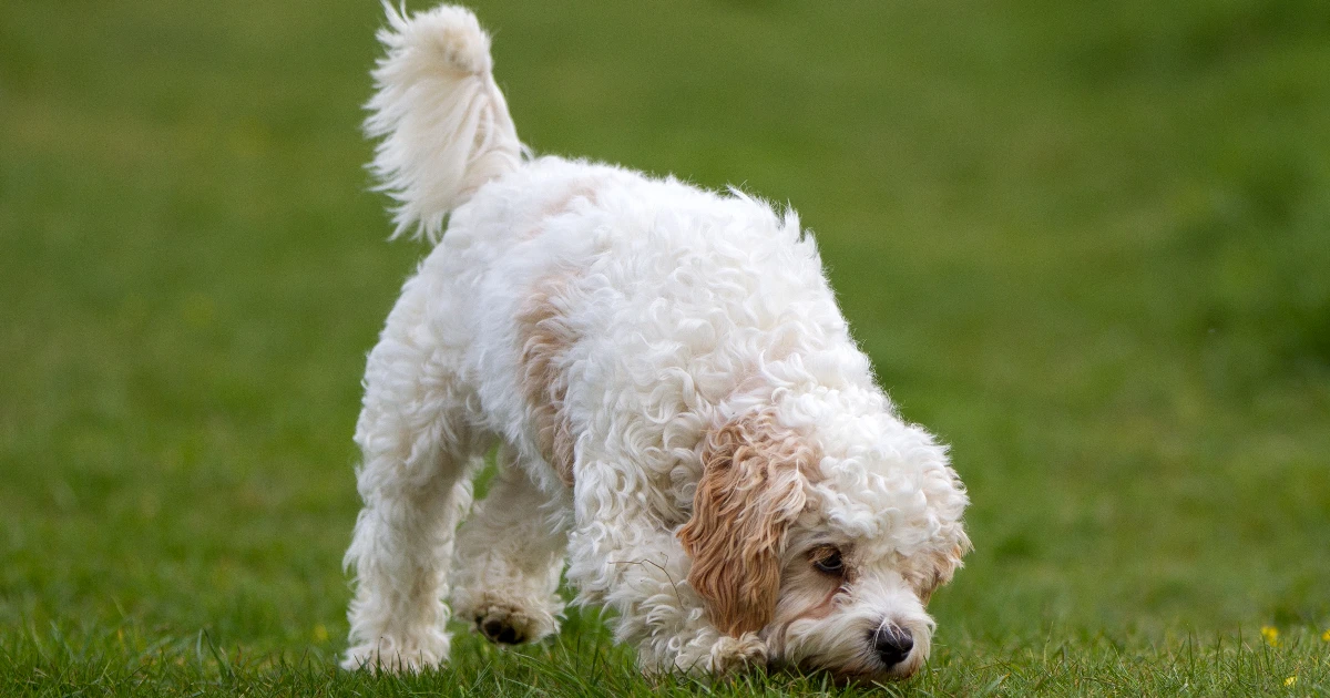 Best Dog Food for Cavachon