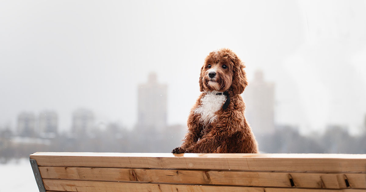 Best Dog Food for Cavapoo