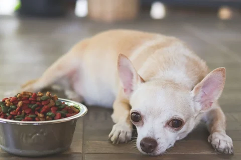 Best Dog Food for Chihuahuas