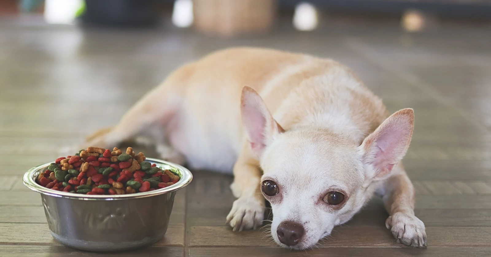 Best Dog Food for Chihuahuas