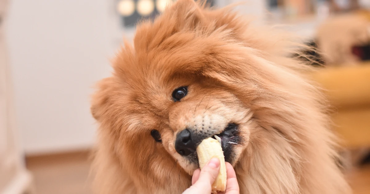 Best Dog Food for Chow Chow