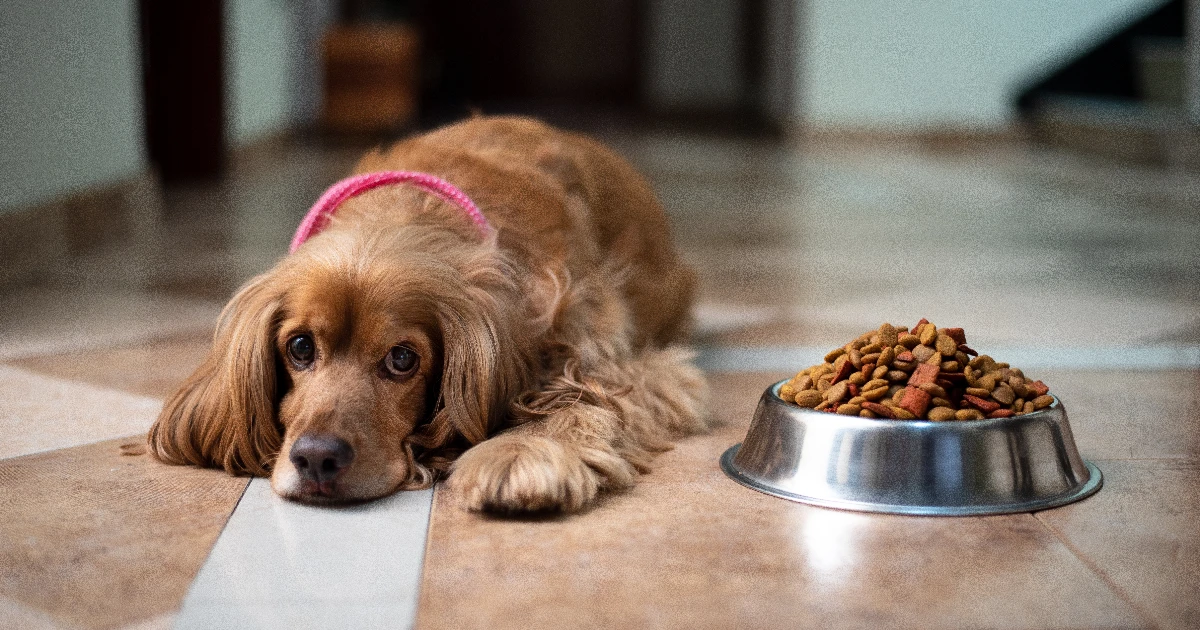 Best Dog Food for Cocker Spaniels