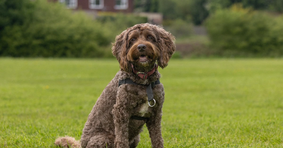 Best Dog Food for Cockerpoos