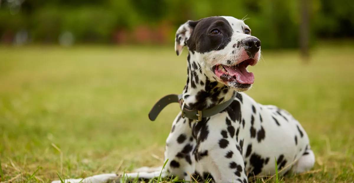 Best Dog Food for Dalmatians