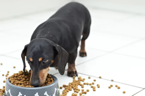 Best Dog Food for Daschund