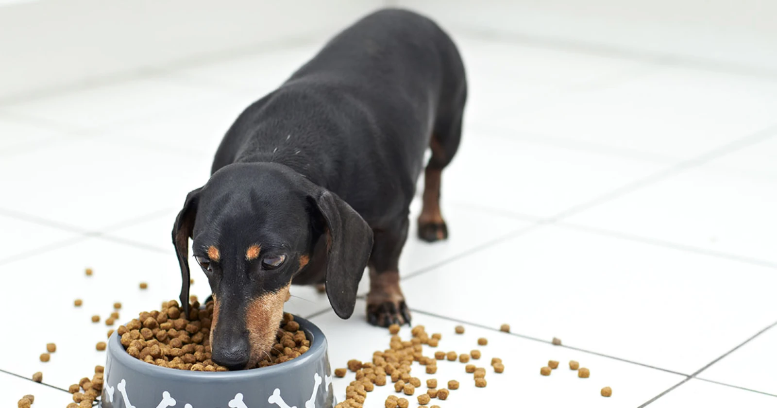 Best Dog Food for Daschund