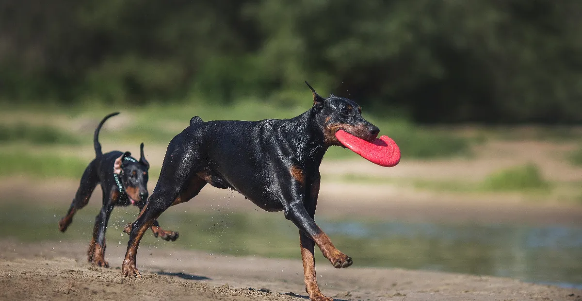 Best Dog Food for Doberman Pinscher