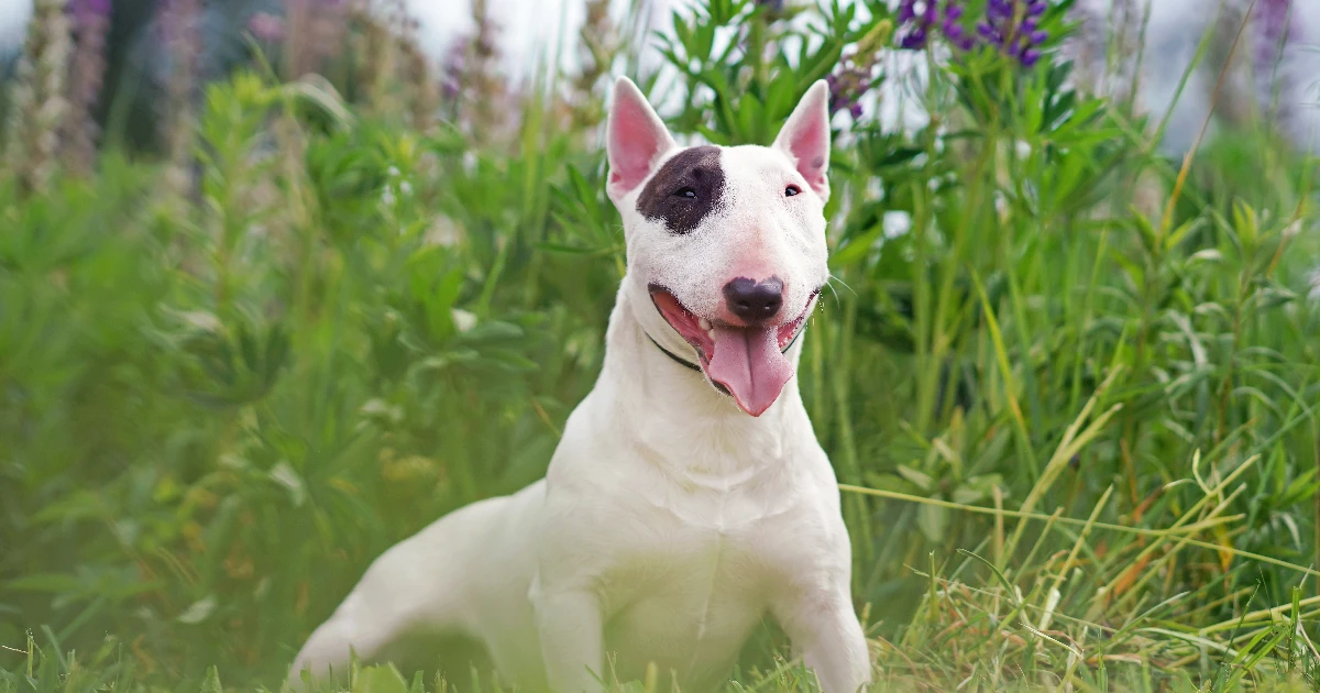 Best Dog Food for English Bull Terrier