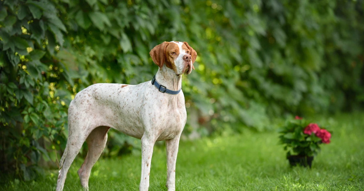 Best Dog Food for English Pointer