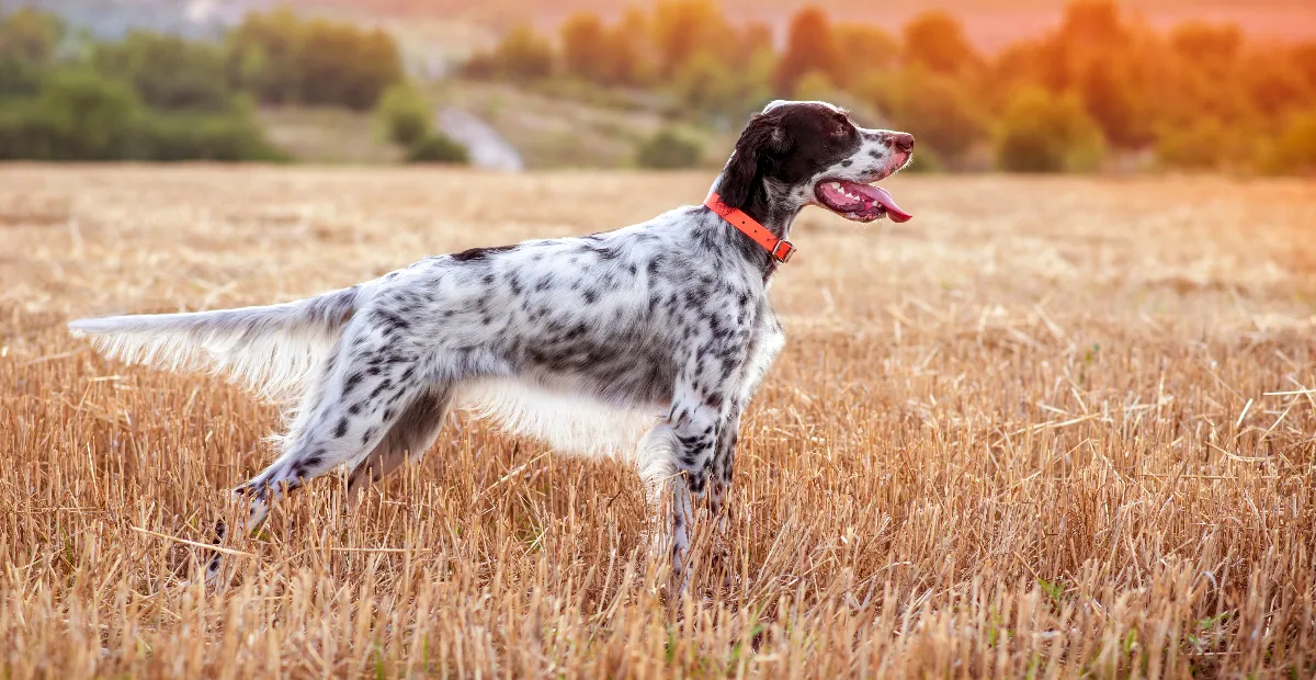 Best Dog Food for English Setters