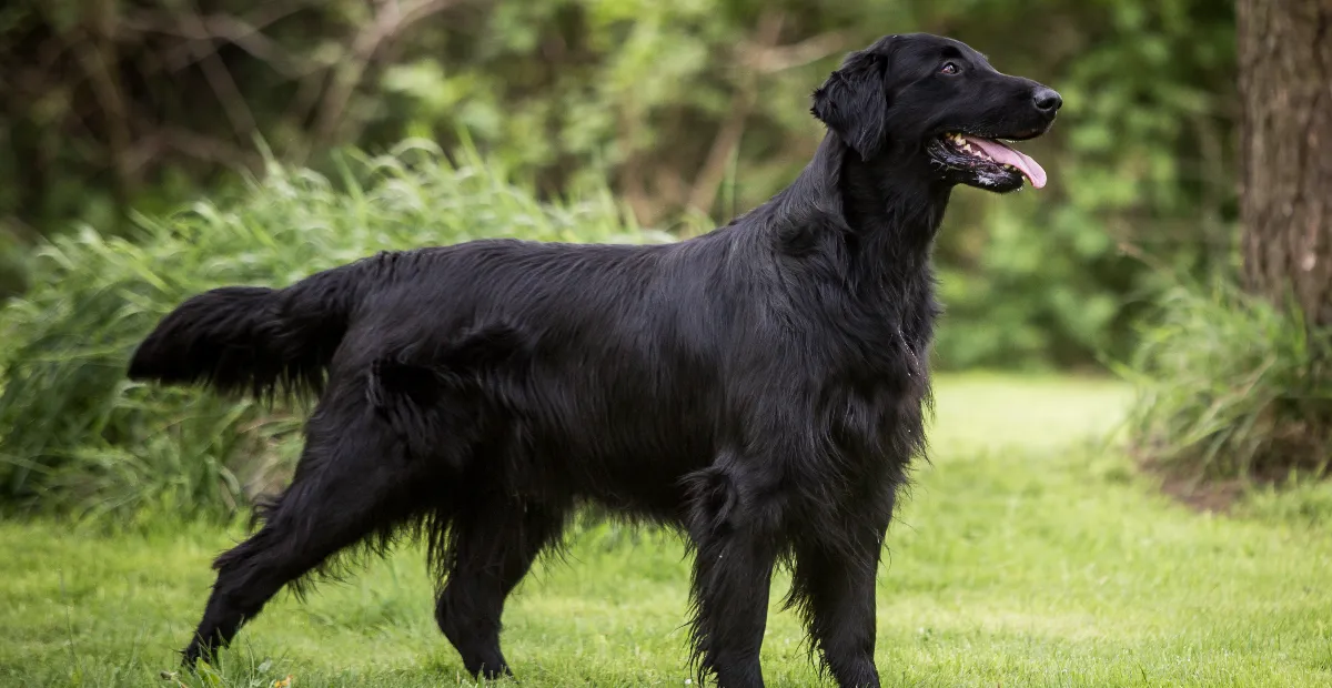 Best Dog Food for Flat Coated Retrievers