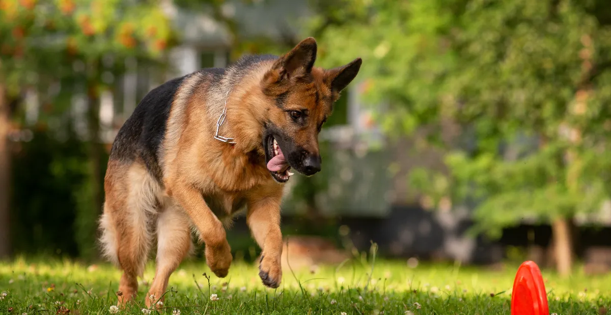 Best Dog Food for German Shepherds