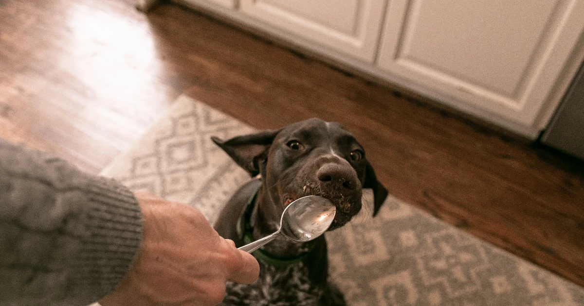 Best Dog Food for German Short-Haired Pointer