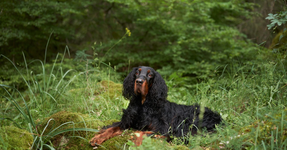 Best Dog Food for Gordon Setter