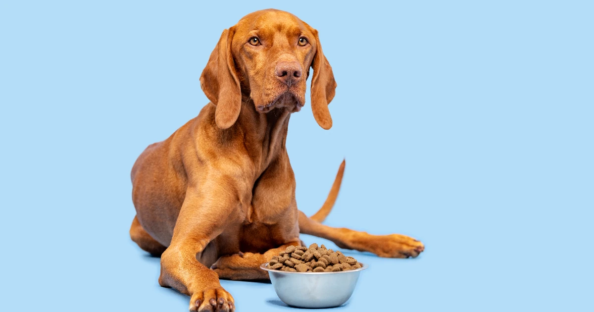 Best Dog Food for Hungarian Vizsla