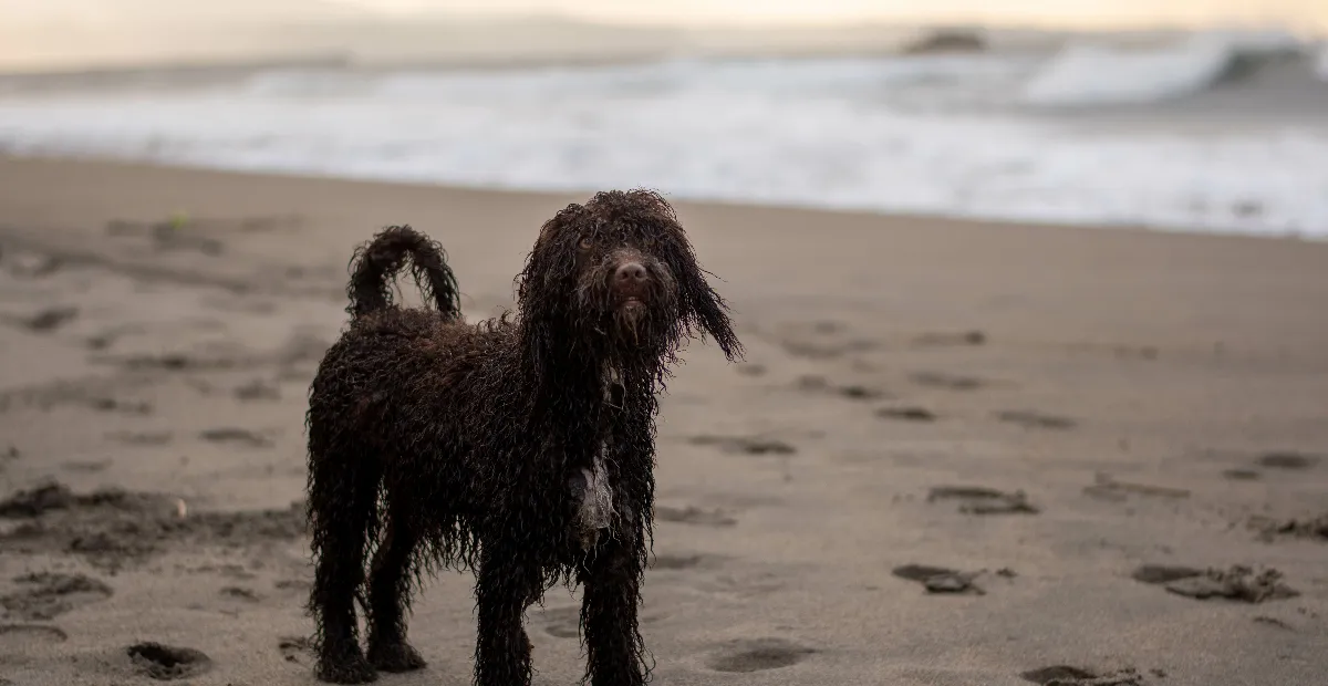 Best Dog Food for Irish Water Spaniels