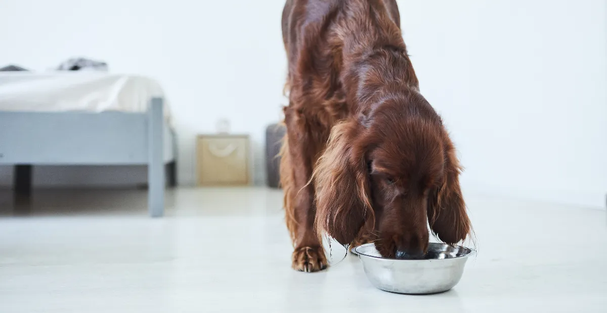 Best Dog Food for Irish setters