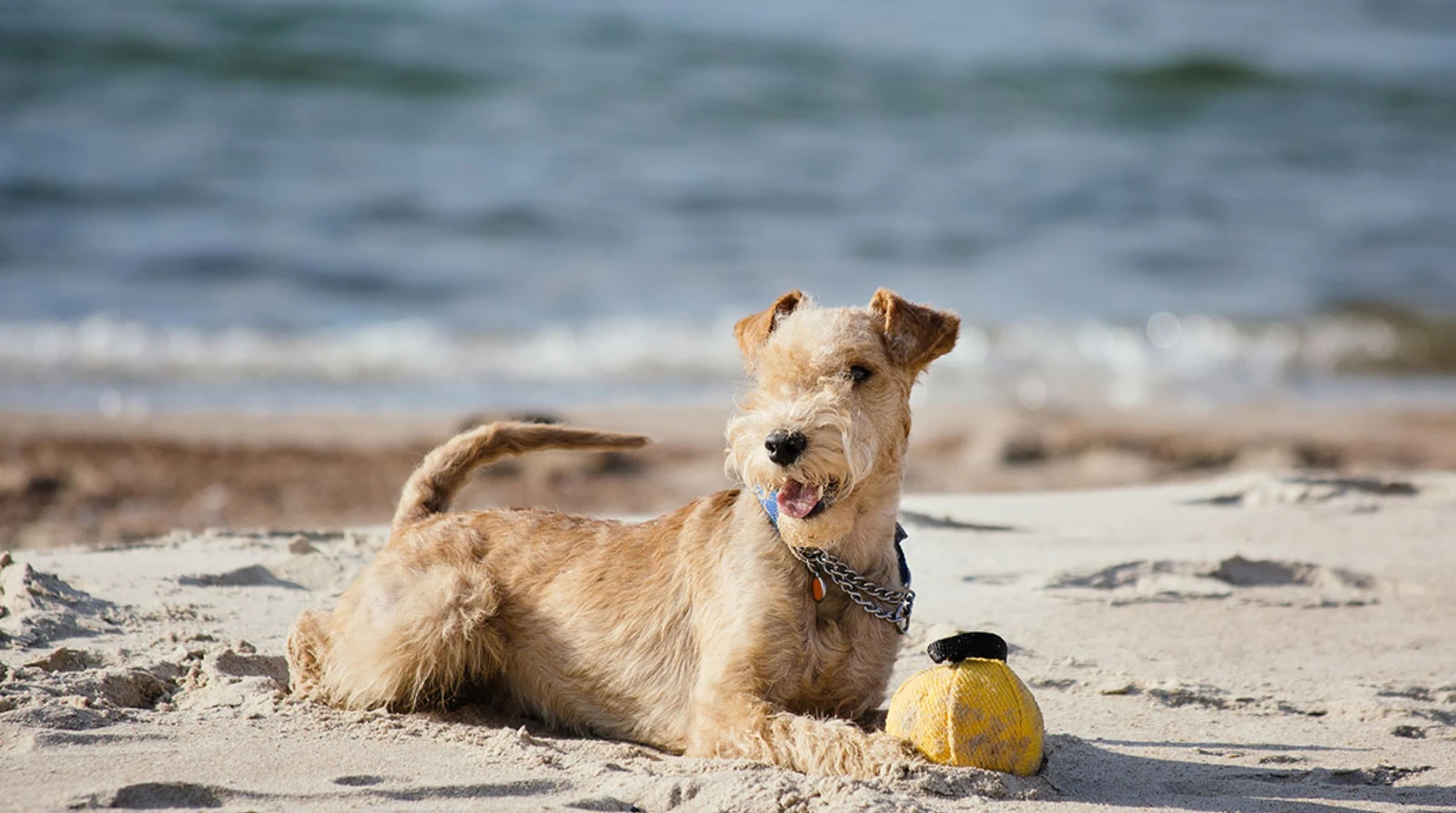 Best Dog Food for Lakeland Terrier