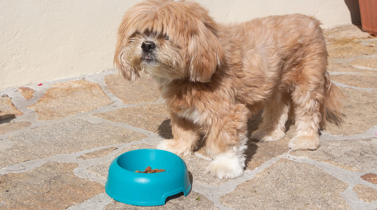 Best Dog Food for Lhasa Apso
