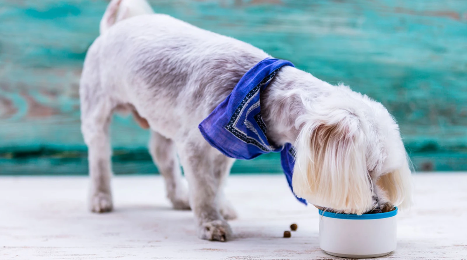 Best Dog Food for Maltese Terrier