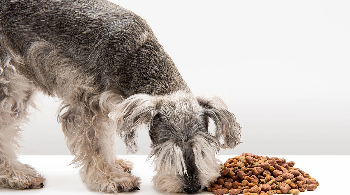 Best Dog Food for Miniature Schnauzers