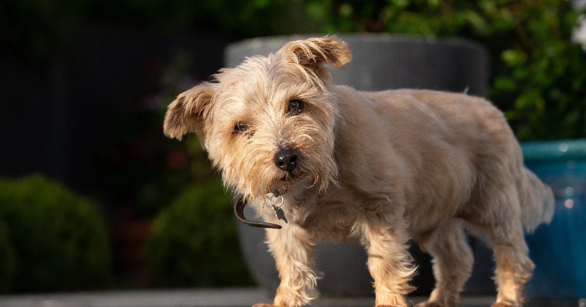 Best Dog Food for Norfolk Terriers