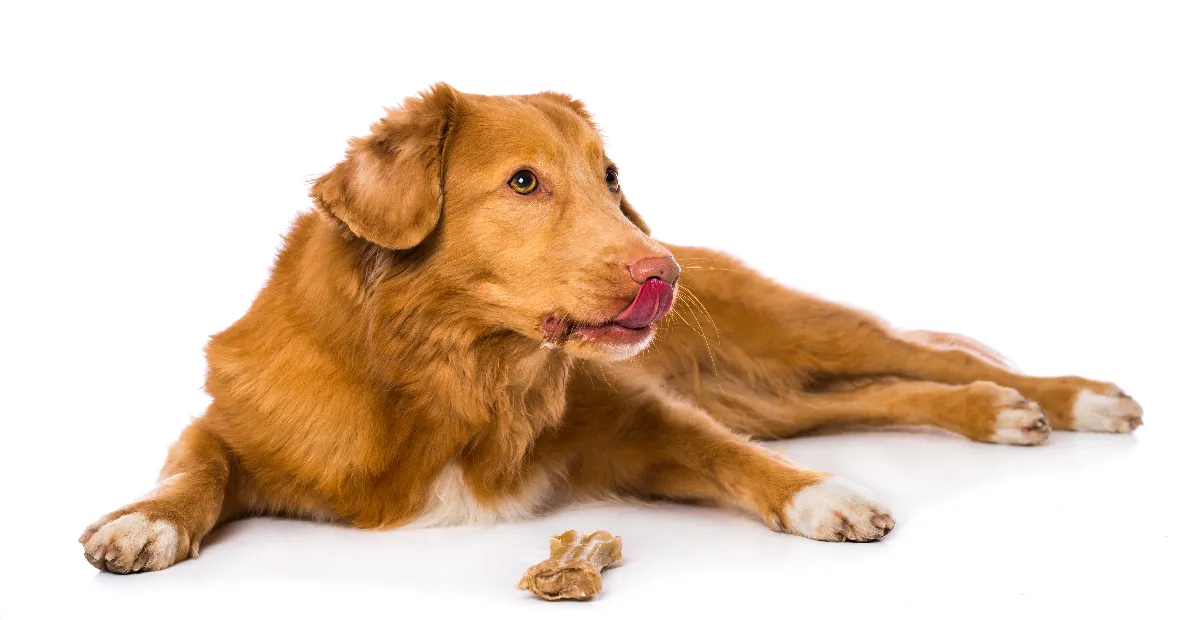 Best Dog Food for Nova Scotia Retriever