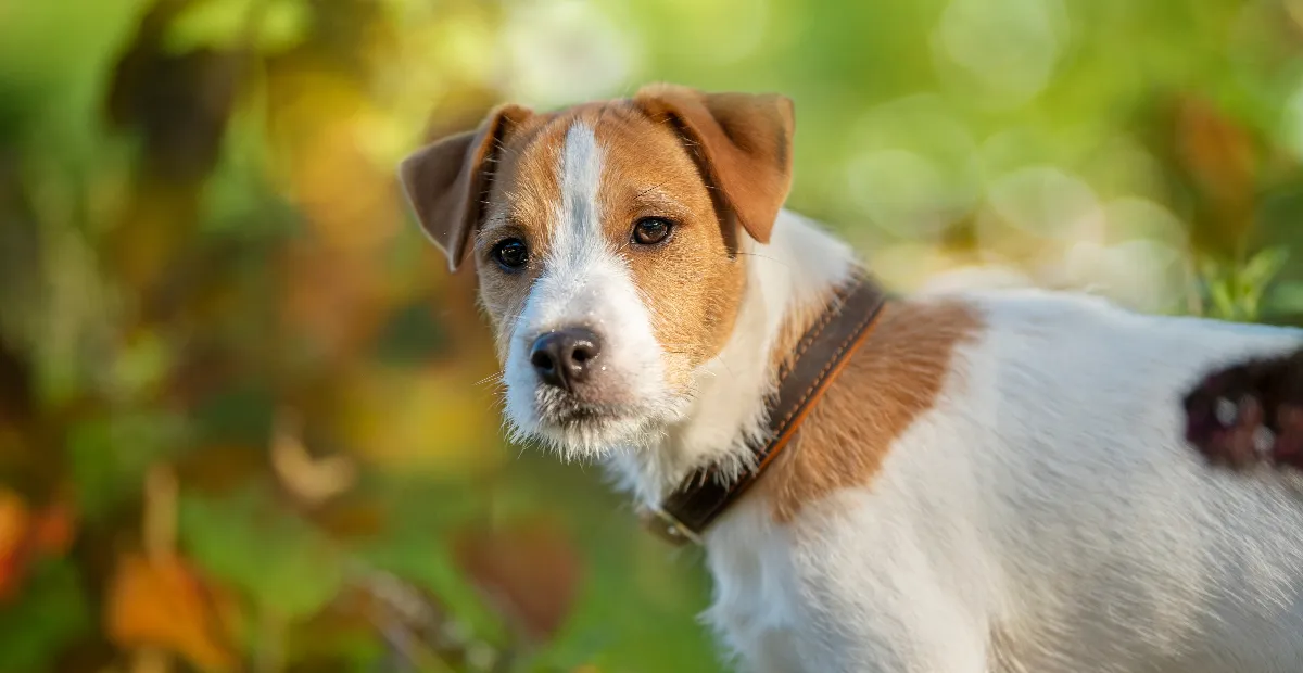 Best Dog Food for Parson Russell Terrier