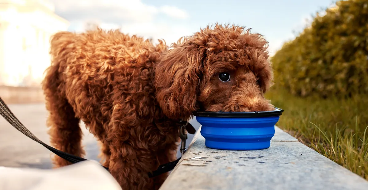 Best Dog Food for Poodles